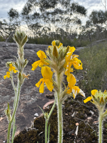 Goodenia glomerata observed 2026-10-01