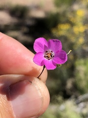 Linanthus orcuttii