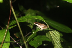 Indosylvirana nicobariensis