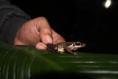 Indosylvirana nicobariensis