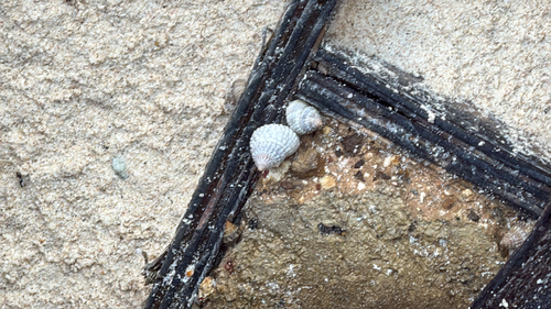 Tectarius muricatus, 2026-10-08