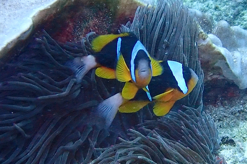 Amphiprion allardi observed 2026-10-06