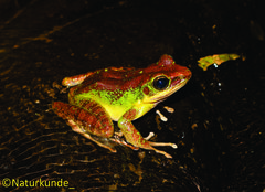 Odorrana hosii
