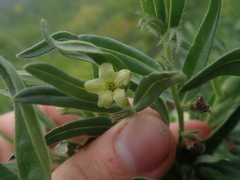 Lithospermum ruderale