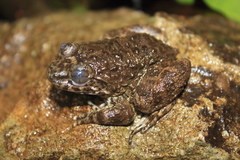 Limnonectes kuhlii