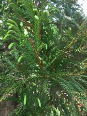 Cryptomeria
