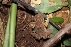 Ingerophrynus divergens