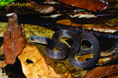 Pareas carinatus