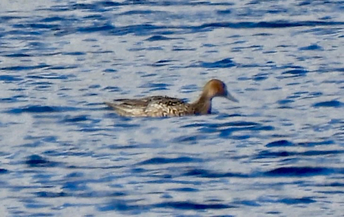Northern Pintail