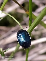 Canthophorus melanopterus