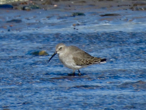 Dunlin
