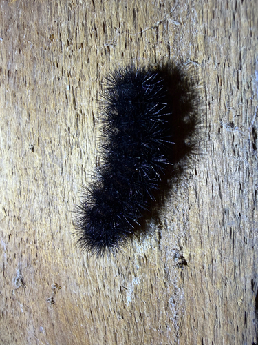 Giant Leopard Moth