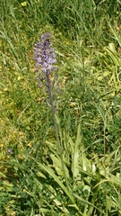 Scilla hyacinthoides
