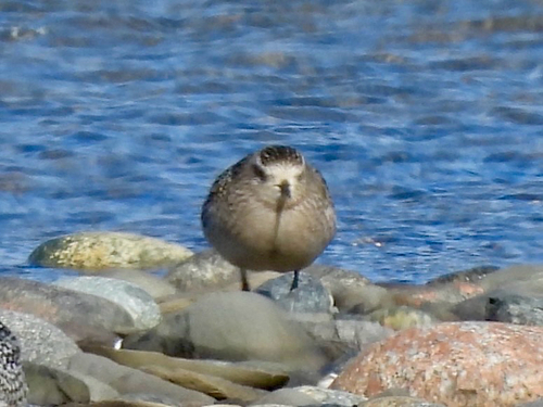 Black-bellied Plover