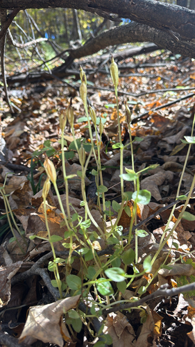 three birds orchid