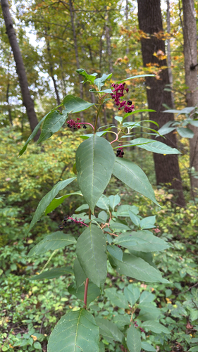 American pokeweed