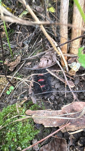 Giant Leopard Moth