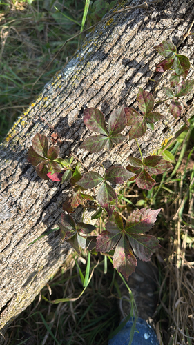 Virginia creeper