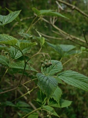 Rubus idaeus