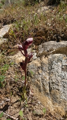 Bilamellaria