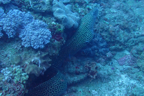 Gymnothorax favagineus observed 2026-10-08