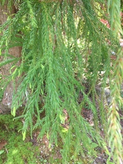 Cryptomeria