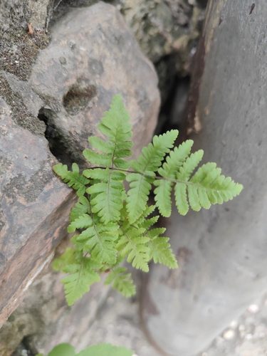 Gymnocarpium robertianum, 2026-10-08