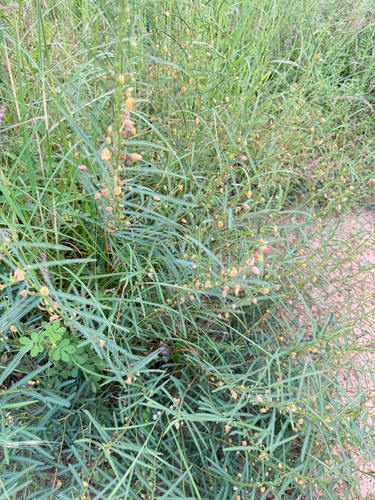 Chamaecrista mimosoides observed 2026-10-08