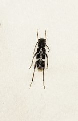 Chlorophorus sartor