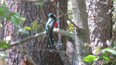Trogon mexicanus