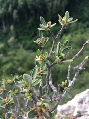 Daphne alpina