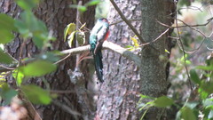 Trogon mexicanus