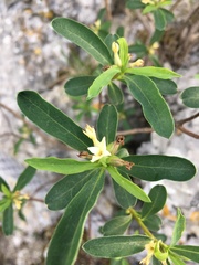 Daphne alpina