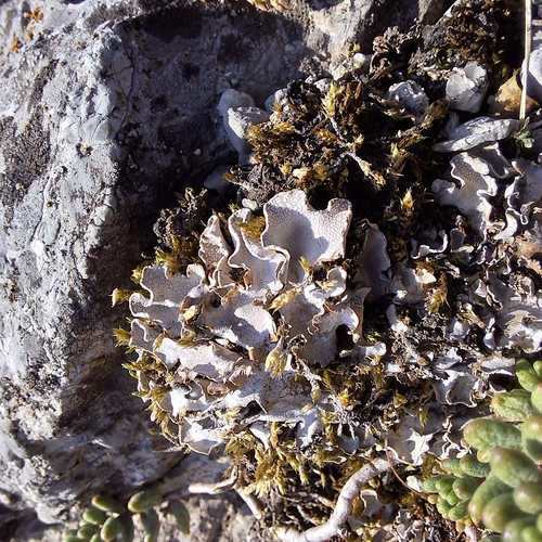 Peltigera rufescens observed 2026-10-06