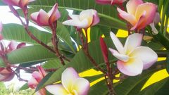 Plumeria rubra