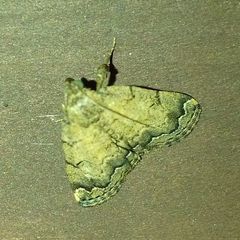 Lepidoptera