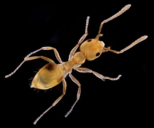 Plagiolepis alluaudi observed 2026-10-08