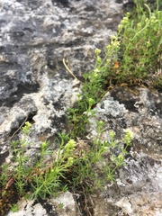 Galium anisophyllon
