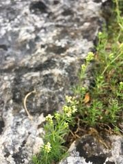 Galium anisophyllon