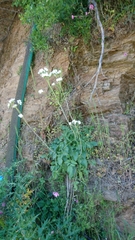 Valeriana italica