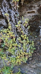 Sedum litoreum