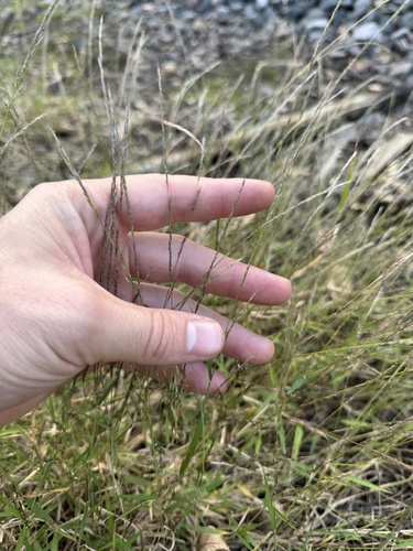 Muhlenbergia schreberi, 2026-10-08