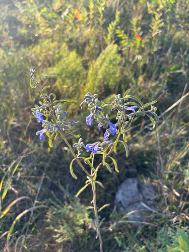 giant blue sage