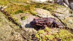 Leptodactylus luctator