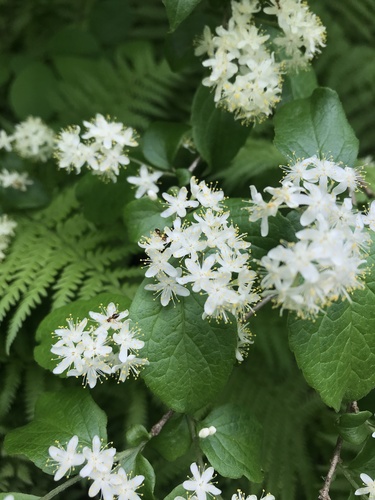 Symplocos paniculata iNat (1)