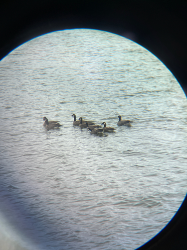 Cackling Goose