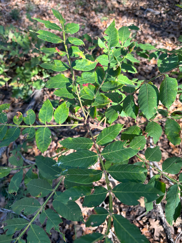 shining sumac