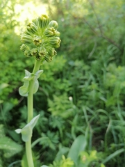 Ligularia glauca