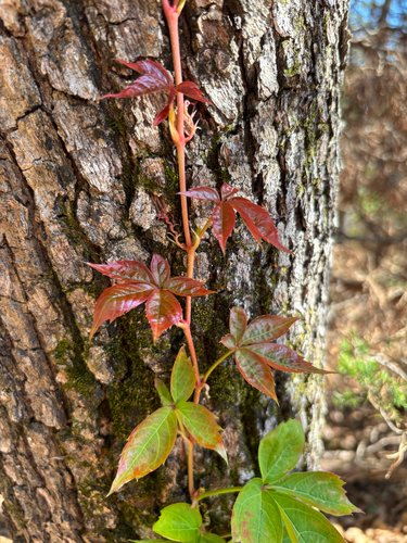 Virginia creeper