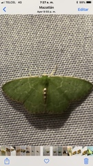 Synchlora irregularia